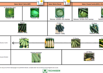 bf1_variety-calendar-chou-cocombre-couguette