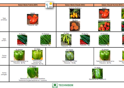 bf1_variety-calendar-piment-poivron