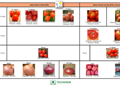 bf1_variety-calendar-tomato-onion