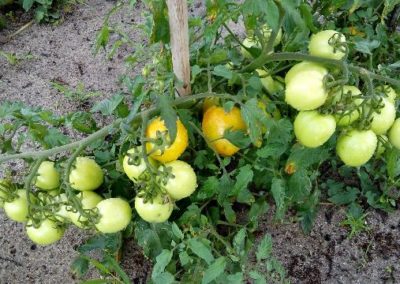 IMG-20170128-WA0009